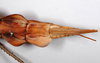 CollectionObject 1558976; 758418ff-ab08-4a07-8c6f-eb8090c2a17e: copyright ZMHB, Berlin. female: end of abdomen, ventral view of synonym Hermarchus muelleri (holotype). (CollectionObject).