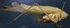 CollectionObject 1501729; 8b48c11e-f516-4a15-aeef-91b6f03c5d89: female, lateral view (paralectotype). (CollectionObject).