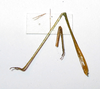 CollectionObject 1476144; 7f1c841b-e43b-4a4a-8528-5065deb643d9: male fore and hind legs (holotype). (CollectionObject).