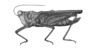 Hovacris undulata Rehn, 1930: Plate 19, Fig. 1 (after type). female habitus (body length 13.5 mm, pronotum 12.1 mm, hind femur 7.2 mm). (Otu).