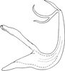 Aedeagus, lateral view on Edwardsiana ishidai (Matsumura, 1932): Aedeagus, lateral view (Maritime Territory). (Observation).