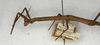 CollectionObject 1557749; bcfe3578-c985-44ff-ab52-ad49b8517855: copyright NMW, Vienna. female: head and thorax, lateral view of Carausius strumosus (syntype). (CollectionObject).;CollectionObject 1557750; 50ee3d39-7e2d-48ad-8cbf-b1ba37969181: copyright NMW, Vienna. female: head and thorax, lateral view of Carausius strumosus (syntype). (CollectionObject).