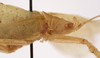 CollectionObject 1534512; 842047bc-5655-42f1-9183-1c35a98ac27f: male pronotum, lateral view (syntype). (CollectionObject).