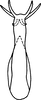 Aedeagus, ventral view on Edwardsiana corylicola Vilbaste, 1968: Aedeagus, caudal view. (Observation).