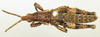 CollectionObject 1518527; 39677b32-4387-4b42-bcfa-0344ea2faa9f: male, dorsal view (holotype). (CollectionObject).