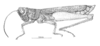 Miacris rubriventris Descamps, 1981: Fig. 64. male, habitus. (Otu).
