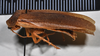 CollectionObject 1553126; d8382005-7e88-4dd5-921e-610e21f33c6a: copyright NTUC. lateral view (syntype). (CollectionObject).