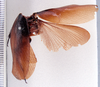 CollectionObject 1588608; de44eb25-2451-4027-8746-a260b09baffa: Photo by Heidi Hopkins. ANSP: Blabera fumigata. (CollectionObject).