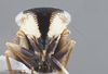 Head on Dilobopterus obliquatulus (Jacobi, 1905): Head/Face. (Observation).