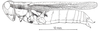 Dichroplus patruelis (Stål, 1861): Fig. 16. female habitus. (Otu).