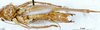 CollectionObject 1505220; e48cec96-838a-4408-a34f-9f62eb5cdfaf: male, ventral view (paratype). (CollectionObject).