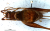 CollectionObject 1580301; 63d8b903-a397-42a6-933e-291938e2abfb: female, dorsal view (paratype). (CollectionObject).