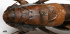 CollectionObject 1532085; 10f3d0d4-5431-4ddb-b201-511909b44e16: male, dorsal view (holotype). (CollectionObject).