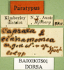 CollectionObject 1502146; 480116cb-cef4-4055-bf46-74b3f9736f4f: female, label. (CollectionObject).