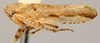 Habitus, lateral view: !! display not done !! on Neophlepsius (Neophlepsius) multifarius (Berg, 1884): Neophlepsius multifarius, lateral habitus (OSUC). (Observation).