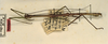 CollectionObject 1557316; ef8f46dd-15ca-4ae9-809c-7fa67f2aa06a: copyright ZMUH, Hamburg. male (holotype). (CollectionObject).