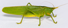 CollectionObject 1593131; 8a0523a6-84bc-4d0d-bd10-99a3a840171e: male. (CollectionObject).