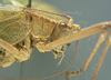 CollectionObject 1506495; bf8e3a0f-d733-444d-a253-40c0e0fa6f14: male pronotum, lateral view (syntype). (CollectionObject).