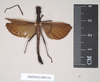 CollectionObject 1575642; NHMUK(SF IMPORT DUPLICATE) 845141, 45894c45-51ae-4578-93ae-958ce2f2d437: copyright Natural History Museum, London. male of Orthomeria pandora (paralectotype). (CollectionObject).