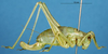 CollectionObject 1507218; a8a2dfd5-06b0-4075-96b1-0ca001e7ba68: female, lateral view. (CollectionObject).
