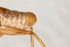 CollectionObject 2602153; 7ab24d3d-ff97-40a9-8fdf-f36ed2372122: male, lateral view. (CollectionObject).