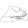 Pygofer, lateral view on Anufrievia sphenoides Yang & Zhang, 2018: Pygofer, lateral view. (Observation).