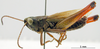 CollectionObject 1530671; 3915f7bc-331c-40ae-8fa4-204f4a894844: male, lateral view (holotype or syntype). (CollectionObject).