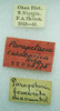 CollectionObject 1523771; 5e6b8022-9476-4162-93b7-5ac9777c15d6: female, labels (holotype of Parapetasia calabarica). (CollectionObject).