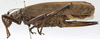 CollectionObject 1539732; a1a02b5a-639d-47c5-badd-bf1a6ee56db3: female, lateral view (holotype). (CollectionObject).