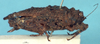 CollectionObject 1517923; 74e2d353-8f8a-4713-b836-fbc932f5ecd3, NHMUK010924489: female, lateral view (holotype). (CollectionObject).