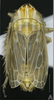 Habitus, dorsal view: !! display not done !! on Turrutus socialis (Flor, 1861): Habitus, dorsal view. (Observation).