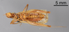 CollectionObject 1523067; f484bfce-23e3-4d90-9f32-e4b5b4c0ddd9: Male, ventral view (holotype). (CollectionObject).