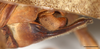 CollectionObject 1586781; 7f96ef9e-5ae2-426f-a0b7-8226d26996ea: male abdomen tip, lateral view, scale bar = 2 mm. (CollectionObject).