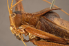 CollectionObject 1507294; 06f7f89d-9d4e-4f57-a8d4-9d60ec54240d: male pronotum, lateral view (holotype). (CollectionObject).
