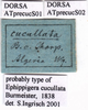CollectionObject 1538364; 0ffa86fa-fd84-42b5-9f9f-737076636d57: labels (syntype of Ephippigera cucullata). (CollectionObject).;CollectionObject 1538365; 643e0cd6-c268-47d8-8383-0095c0a25e77: labels (syntype of Ephippigera cucullata). (CollectionObject).