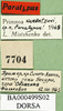 CollectionObject 1594860; 125f0e88-0727-4aad-8b98-264b15dabe78: labels (paratype). (CollectionObject).