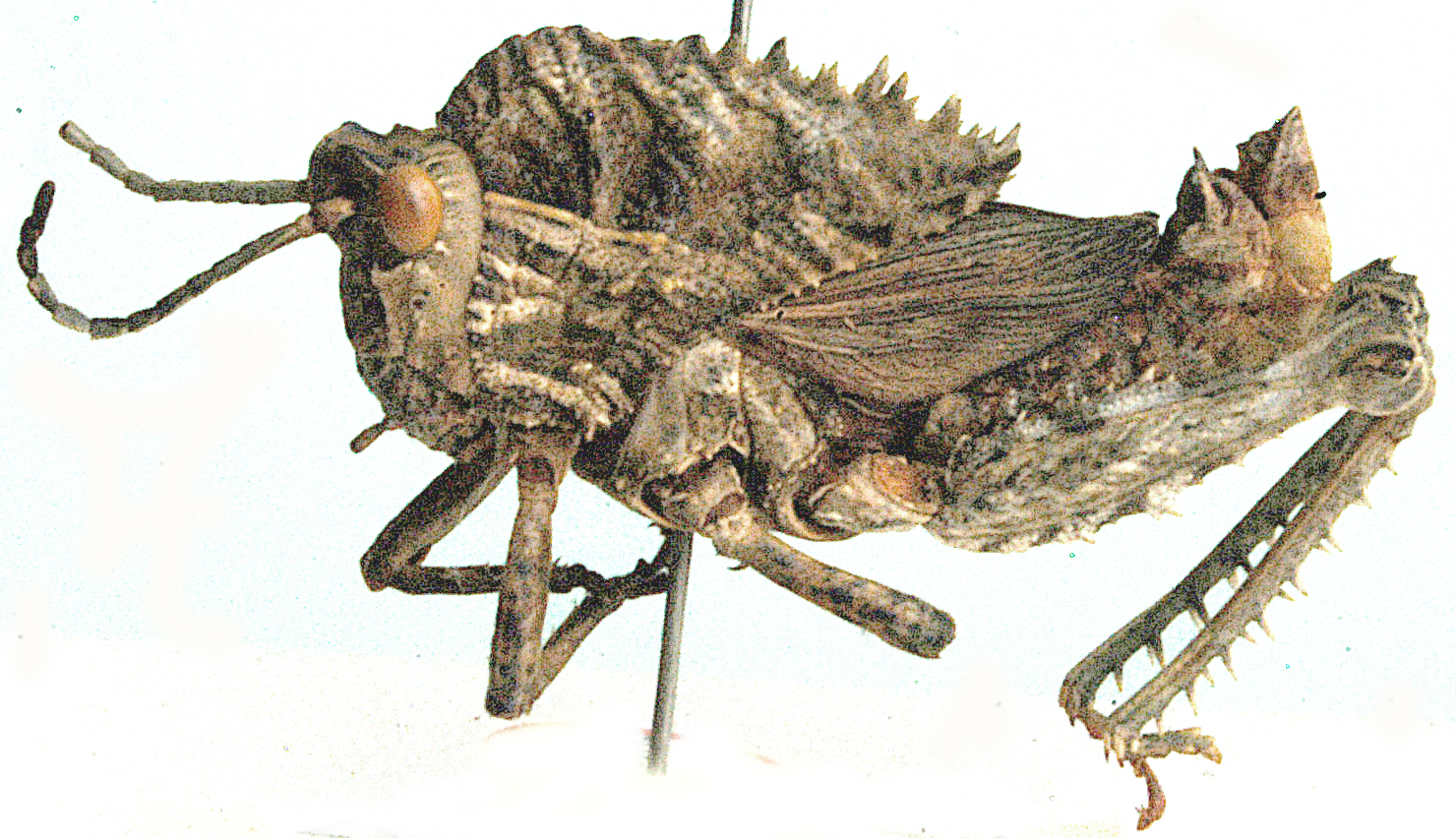 Orthoptera Species File - Hoplolopha pinheyi Dirsh, 1958