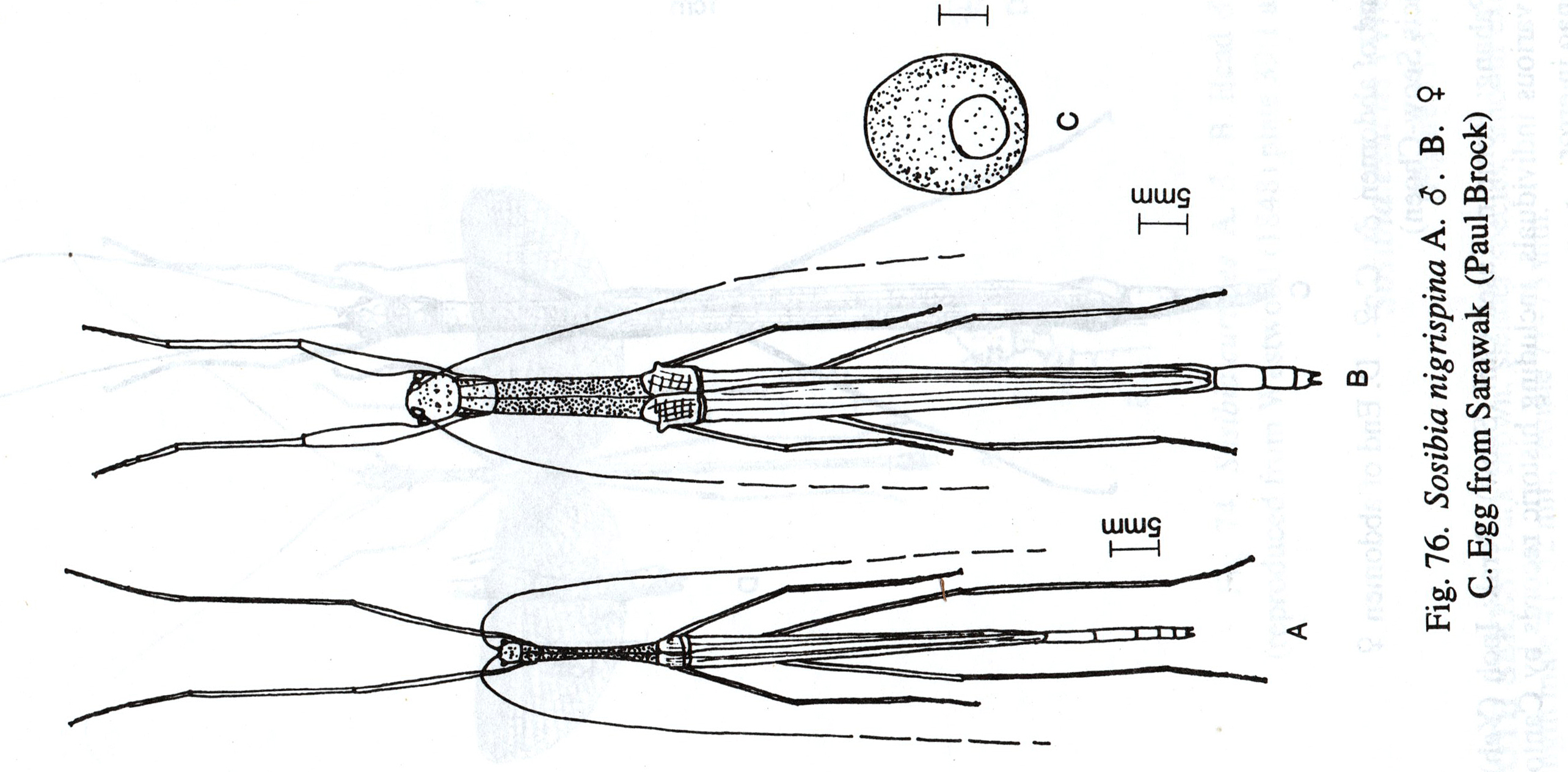 from Brock, 1999. male, female ad egg of type species Sosibia nigrispina Stål. Depicts Sosibia Stål, 1875, an Otu.