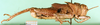 CollectionObject 1502031; 5b41407f-26f8-4dee-acca-a9b1492c590a: male, lateral view (paratype). (CollectionObject).