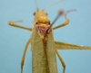 CollectionObject 1542758; 82d9c4ce-fd5d-46c9-8697-c9079f38213b: male, stridulatory area dorsal view (holotype). (CollectionObject).