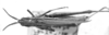 CollectionObject 1521498; 76e5c893-95d1-4886-8aa6-f152b0c3320e: female, dorsal view (holotype of Parorphula strigata). (CollectionObject).
