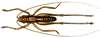 Pseudoliara tepperi Karny, 1907: male, dorsal view. (Otu).