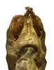 CollectionObject 1542359; INBio INB0003981282, 7410cbc5-dcad-41ee-9850-dda9698a6279: male terminalia, ventral view (specimen from Costa Rica). (CollectionObject).