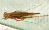 CollectionObject 1503510; 9b38b764-acf0-436b-9984-a734b800cbc8: male, dorsal view, holotype. (CollectionObject).