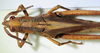 CollectionObject 1498680; 6b73ba8c-73bd-4ffb-86ec-c014e456b71e: female, dorsal view. (CollectionObject).