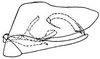 Pygofer, lateral view on Eutettix (Eutettix) marmoratus Van Duzee, 1892: genital capsule, laterally. (Observation).