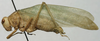 CollectionObject 1535184; e535f063-f051-4db8-8c7c-18303590c3ba: male, lateral view (syntype). (CollectionObject).