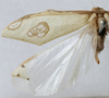 CollectionObject 1539799; 06d10633-24b9-4b22-95b2-13e7711f824e: female, dorsal view (holotype) - http://coldb.mnhn.fr/catalognumber/mnhn/eo/ensif802. (CollectionObject).