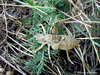 CollectionObject 1591163; d42fe97f-f6a6-47f0-8999-6cc5c6a1cec0: male (BG: Crimea, near Kurortnoe). (CollectionObject).