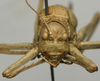 CollectionObject 1535997; 9e6fa90e-e92f-4f78-a35e-c829aa77fce1: female, frontal view (syntype). (CollectionObject).